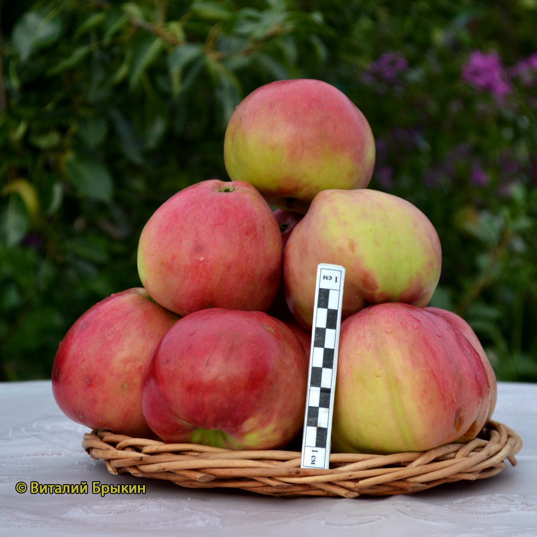 Сорт яблок июльское черненко фото и описание